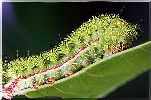 The moth caterpillar (Automeris io).