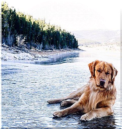 Fuente: Instagram @aspenthemountainpup