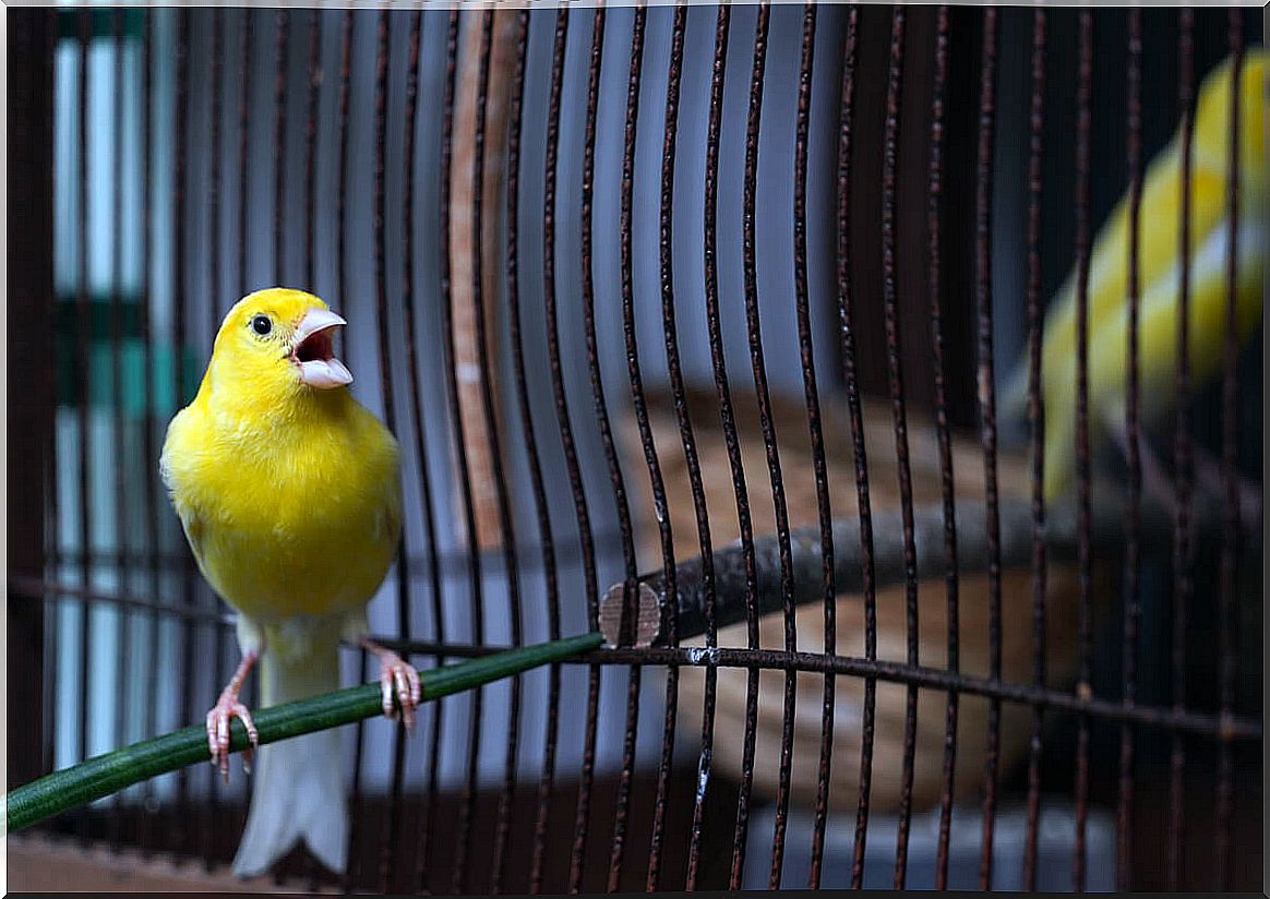 A canary sings in a cage.