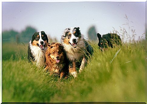 running dogs