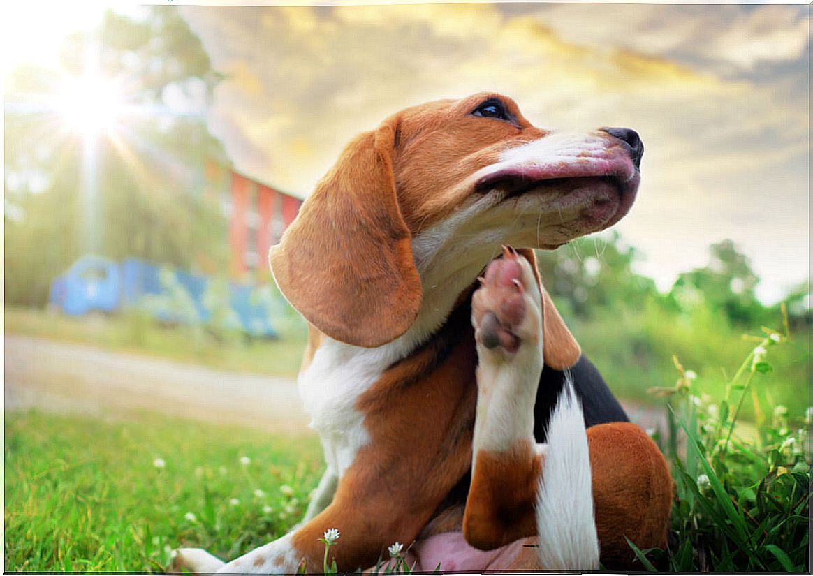 A dog scratching its head.