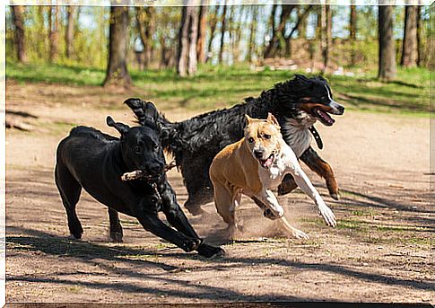 Attending dogfights is now illegal in the U.S.