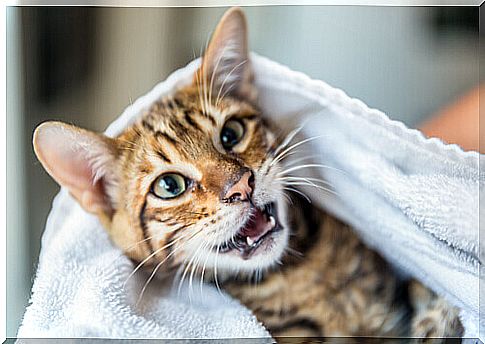 Baby teeth in cats: 4 things you should know