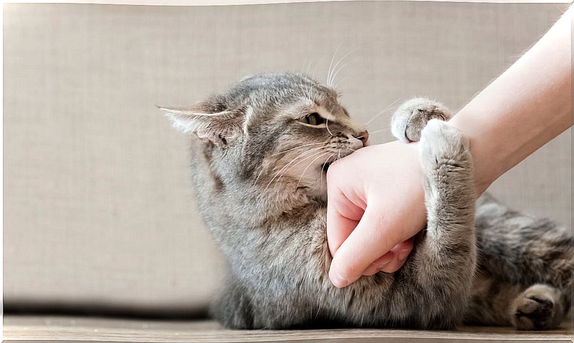 A cat playing with his guardian.