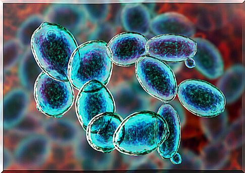 Brewer's yeast fungus