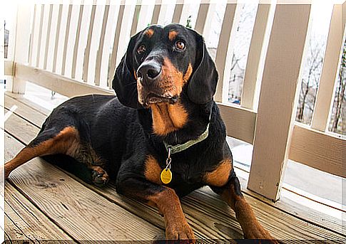 Black And Tan Coonhound, an excellent hunter