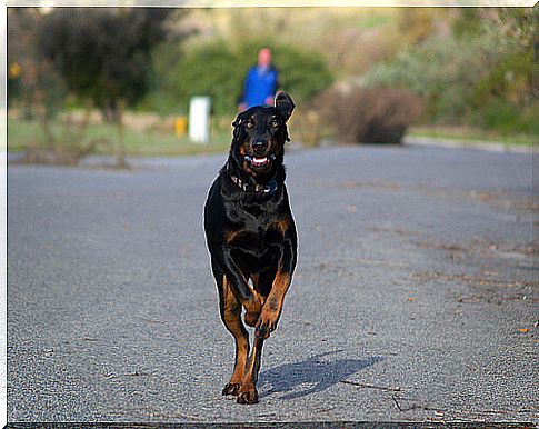 Perro black and tan coonhound corriendo