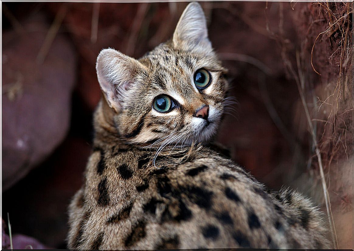 Black-footed cat: a threatened feline