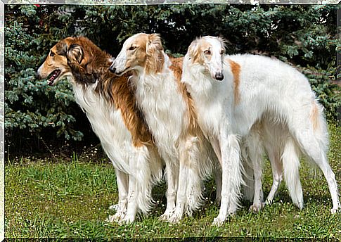 Borzoi - a breed of dog developed in Russia