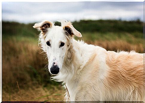 Borzoi: temperament