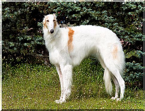 Borzoi: care