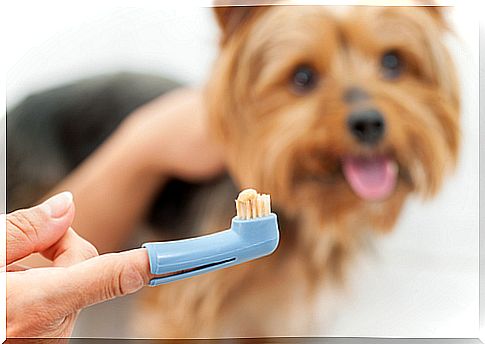 Brushing dogs' teeth: why and how