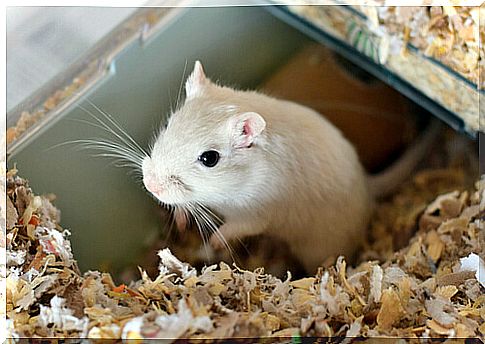 Cage for gerbils: how to choose it?