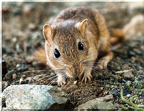 Gerbil eating