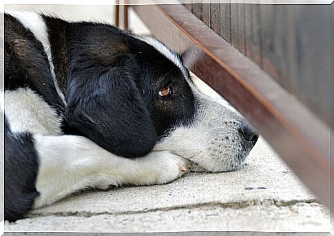 Can Dogs Have Panic Attacks?