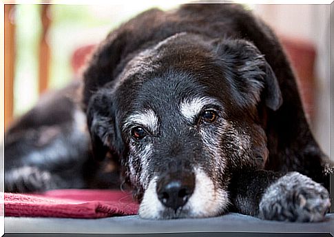 Can pets suffer from Alzheimer's?