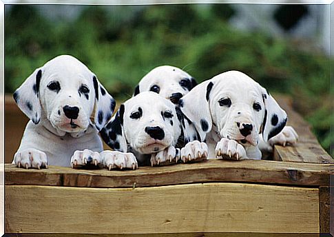 Dalmatian cubs