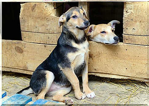 houses for stray dogs