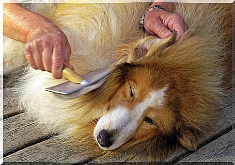 detangle a dog's hair