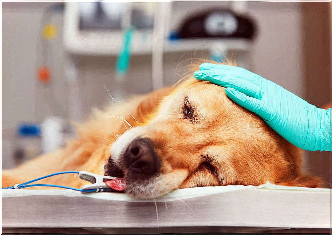 Cancer in the golden retriever: an emerging problem