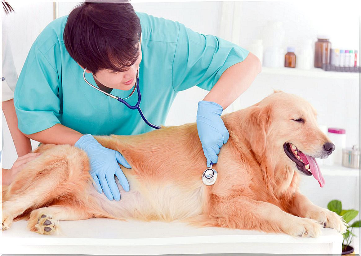 A golden retriever at the vet.