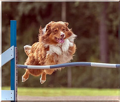 Canine agility: training and nutrition