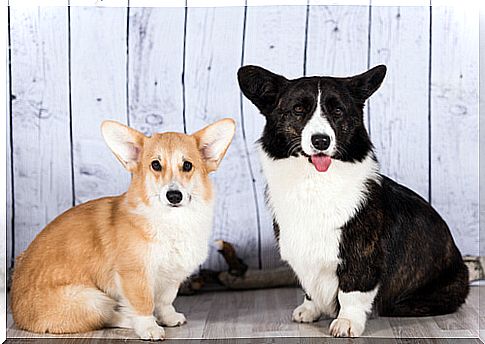 Cardigan Welsh Corgi