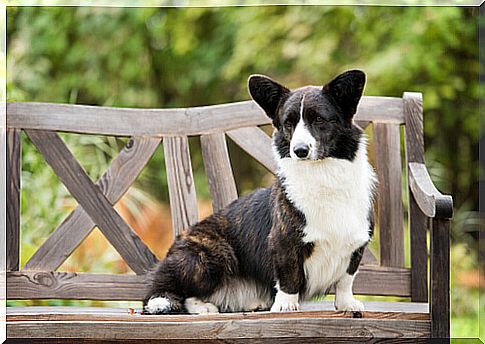 Welsh corgi dog in cardigan on a bench