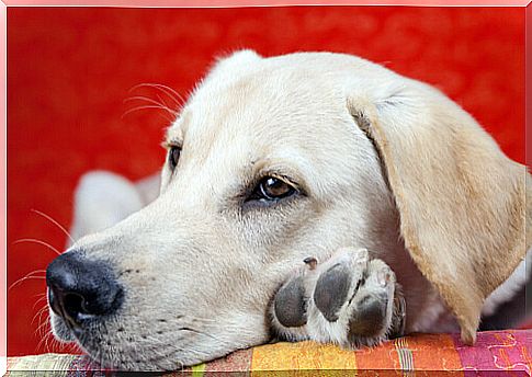 Causes of lethargy in dogs