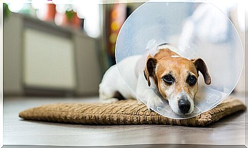 Dog with collar lying down