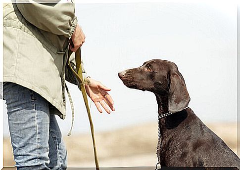 Dog trainer