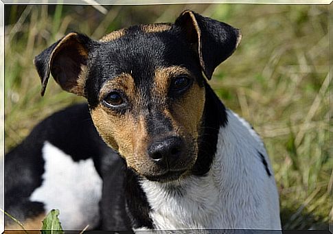 Characteristics of the Brazilian terrier breed