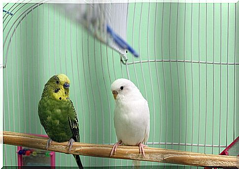 Choosing a pet bird: considerations