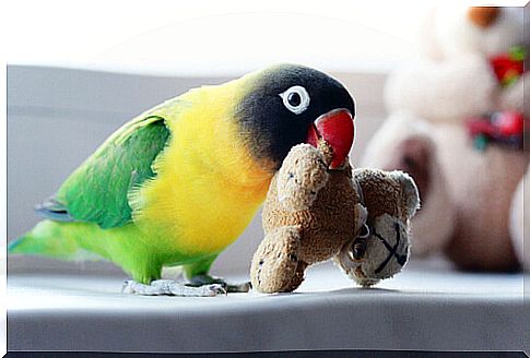 Agapornis with a stuffed animal in its beak