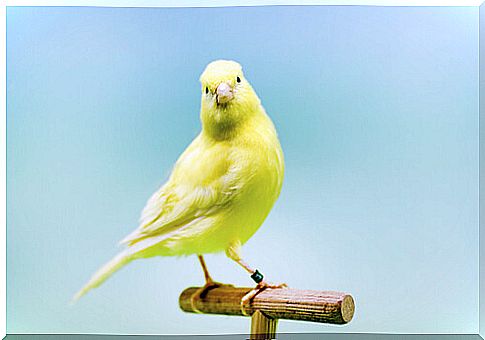 A canary posing on top of a stick