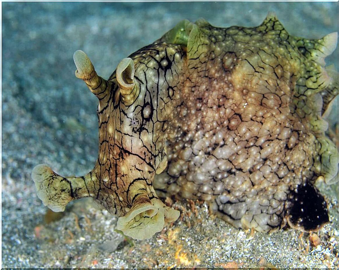 Common sea hare: habitat and characteristics