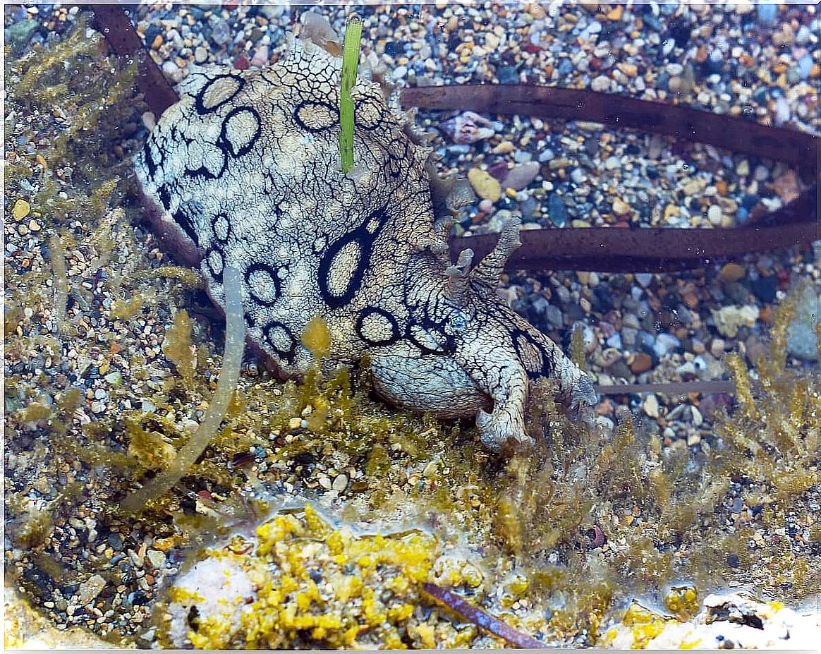 A common sea hare on the beach.