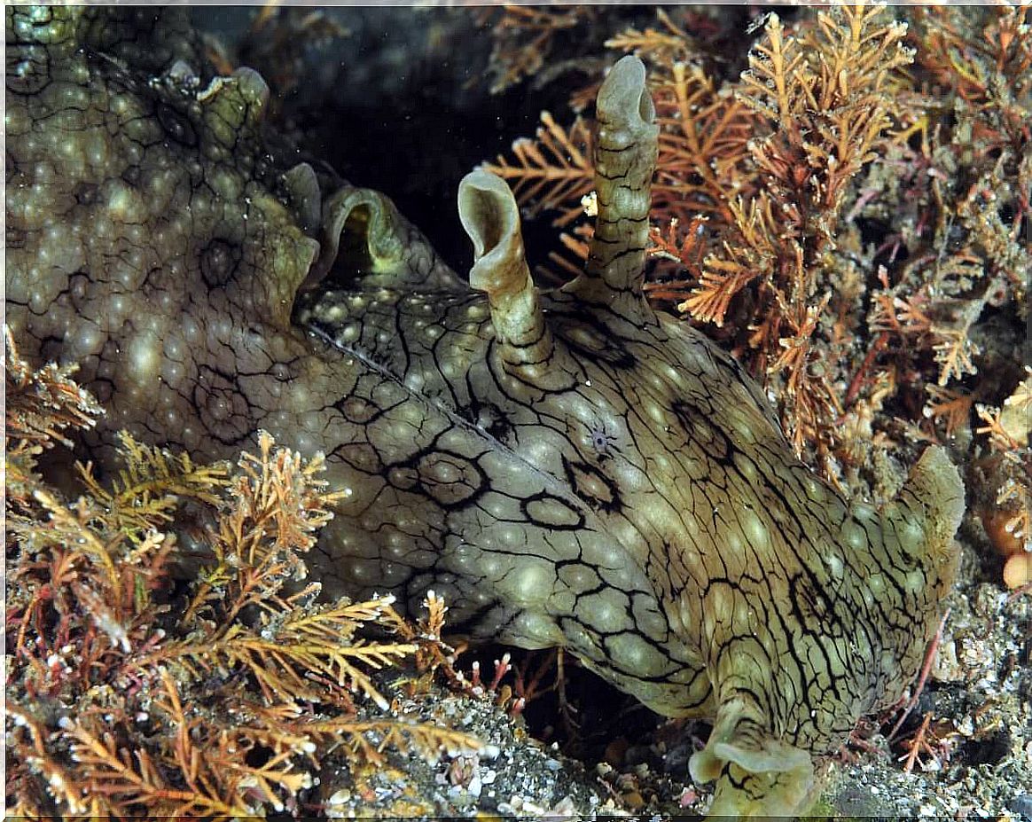 A very large sea hare.