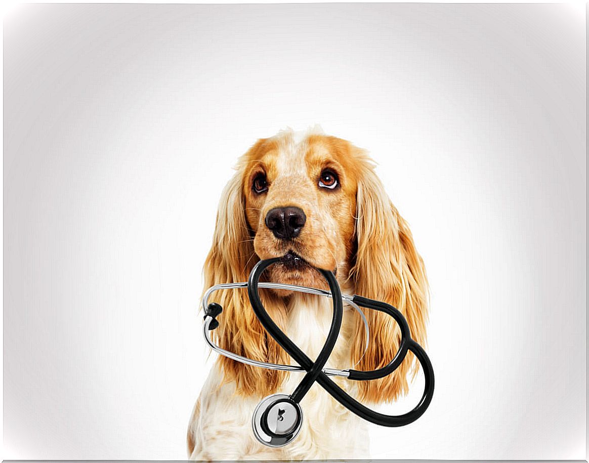 A dog is holding a stethoscope.