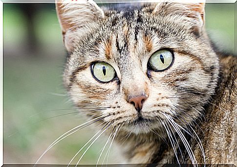 Curiosities about the eyes of cats