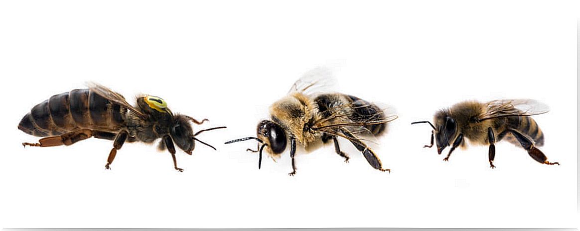 The hierarchy of bees.