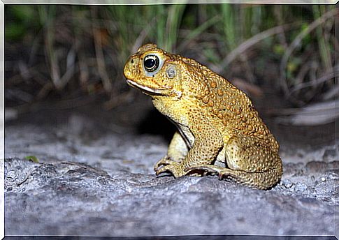 Curiosities of the marine toad