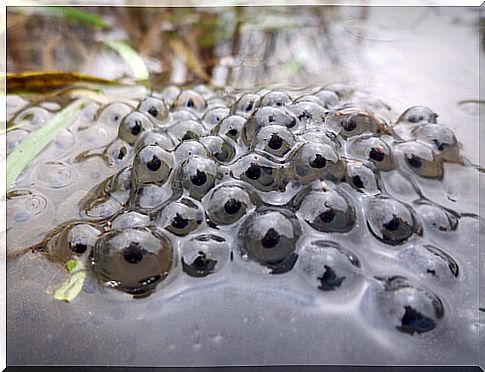 Marine toad: characteristics