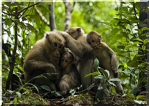 Decision making in primates: almost human?