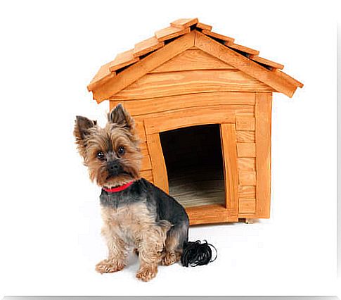 Dog house decoration