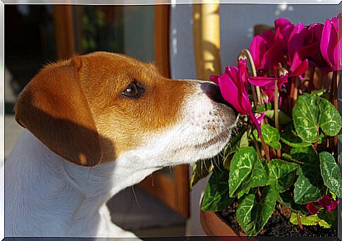 Flower therapy for dogs