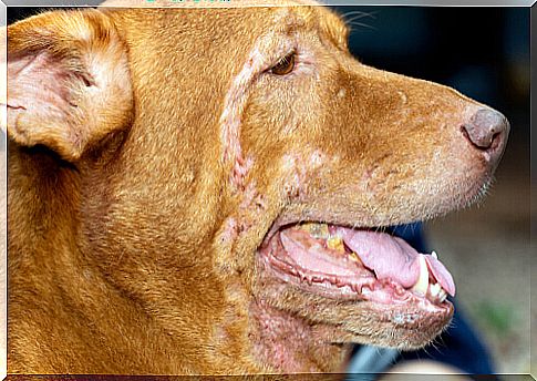 Dermatitis in dogs: how to treat it