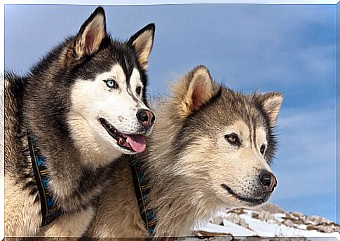 Differences between Alaskan malamute and Siberian husky