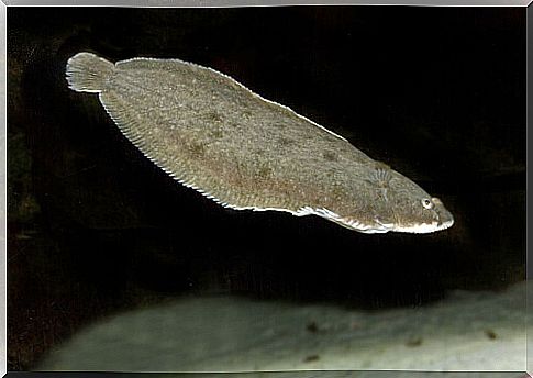 Flounder fish swimming.