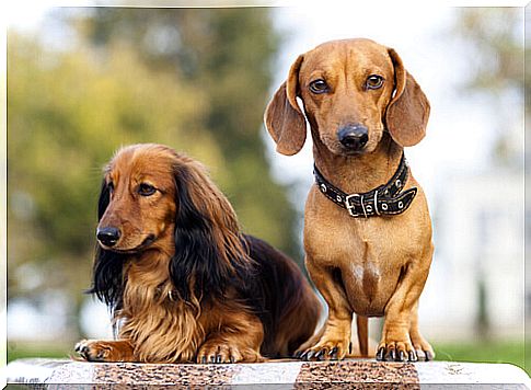 Two dachshunds lying down